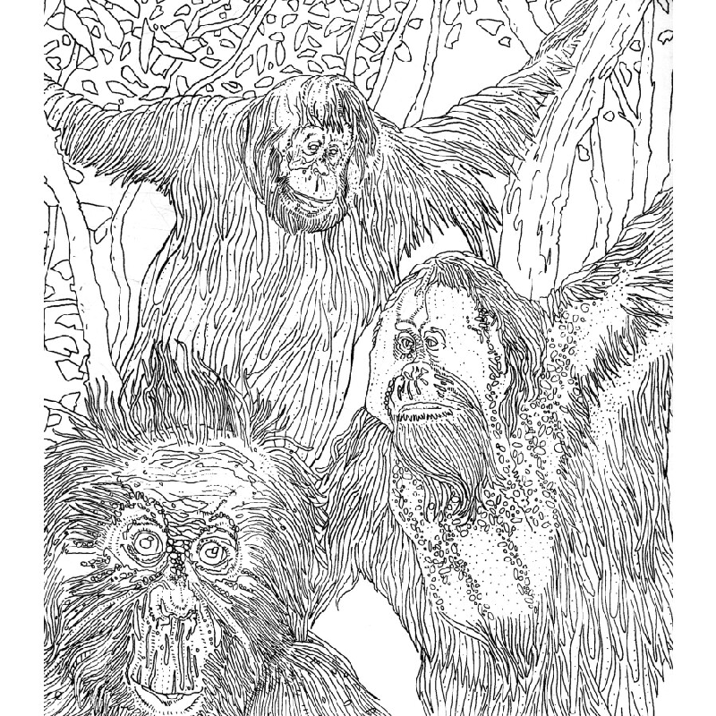 正版新书]濒危动物涂色书 [Endangered Animals][美] 克雷格·诺高清大图