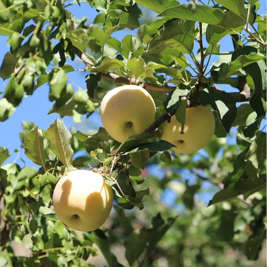 诚智旺 金香蕉苹果树 8-10公分 /棵高清大图