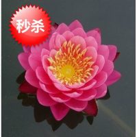 花中岛 大睡莲睡莲根块 水培植物 水生根块 池塘水池睡莲花根茎碗莲睡莲花卉绿植盆栽 粉牡丹