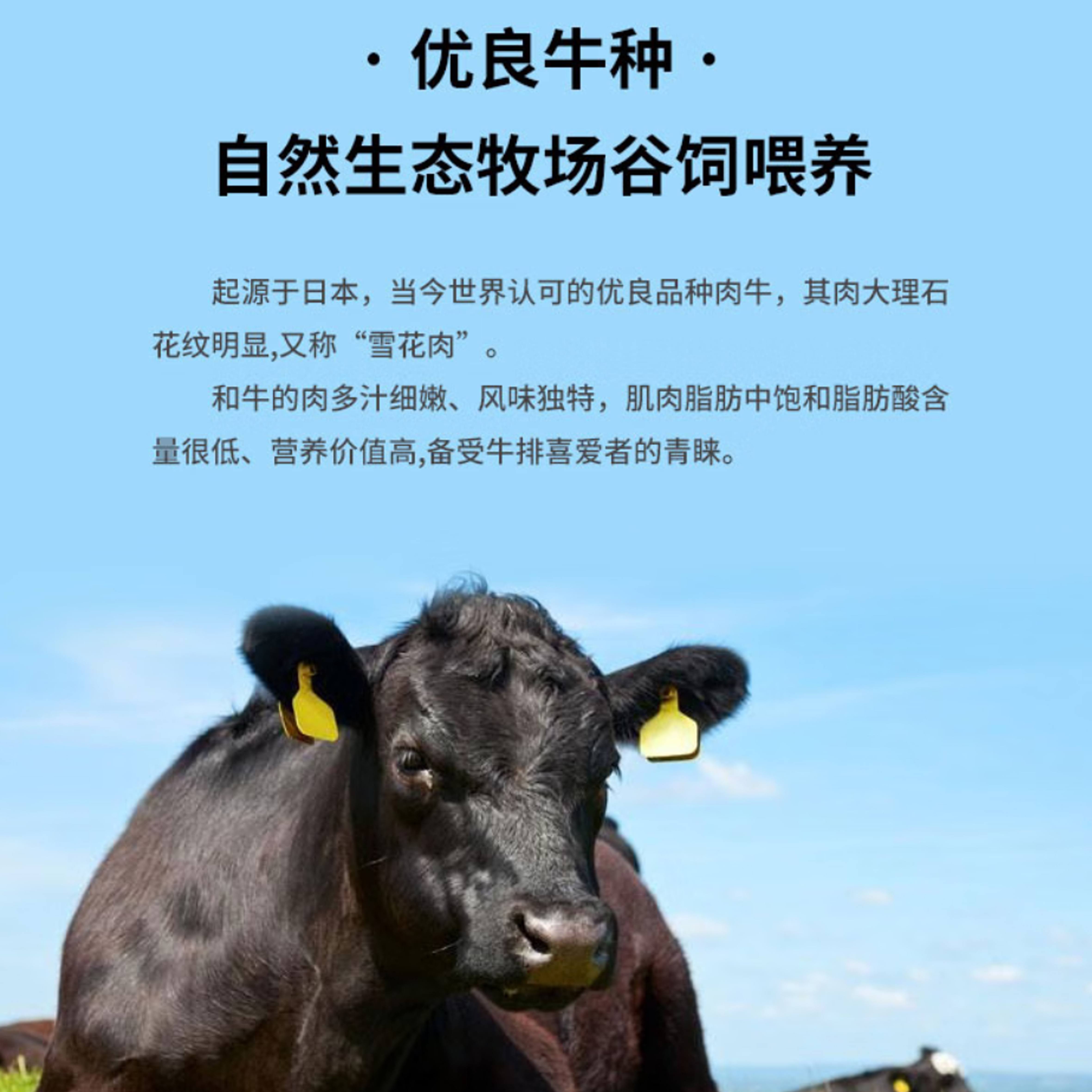 AUSSTAR澳星之光.原切谷饲和牛牛排牛肉千禧礼盒298型高清大图