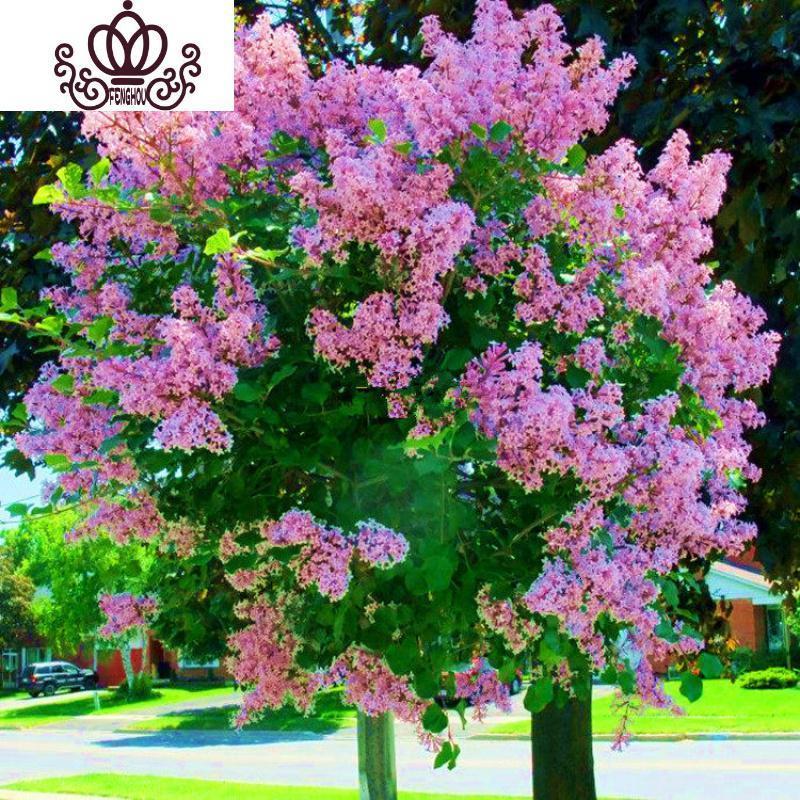 盆栽植物丁香花苗室内外开花绿植嫁接独杆8厘米粗高2米高不含盆视频