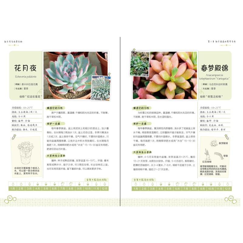 [醉染正版]多肉书籍 新手养多肉零失败 零基础种植多肉书肉肉养殖养护教程植物图鉴品种大全种花养花书园艺新手盆栽花艺栽培盆高清大图
