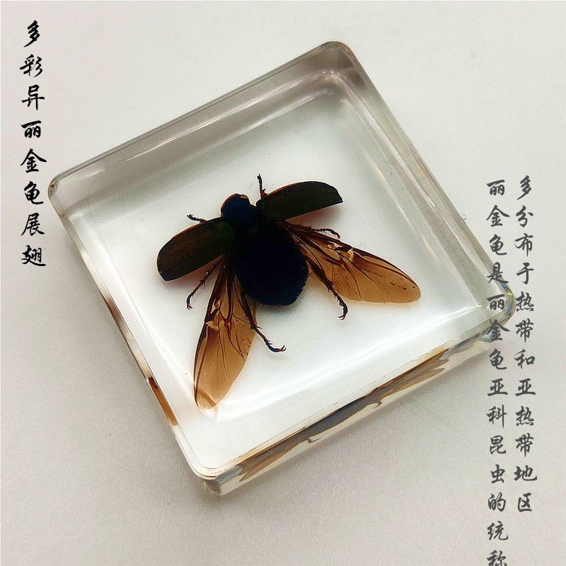 コガネムシ標本 Amazon.co.jp: カブトムシ昆虫標本教育リソース昆虫樹脂埋め込み