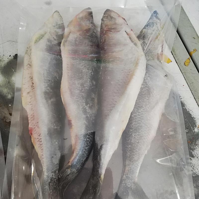 沙丁鱼青鱼新鲜冷冻沙丁鱼东北传统年货满籽满油7鲅鱼
