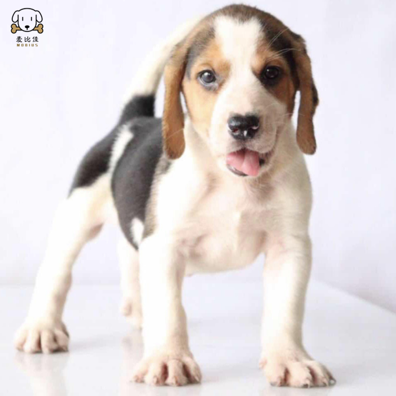 麦比佳 比格犬幼犬 比格犬狗狗活体 纯种血统家庭犬小体比格幼崽短毛米格鲁犬比格宠物狗健康保障视频挑选 空运直达