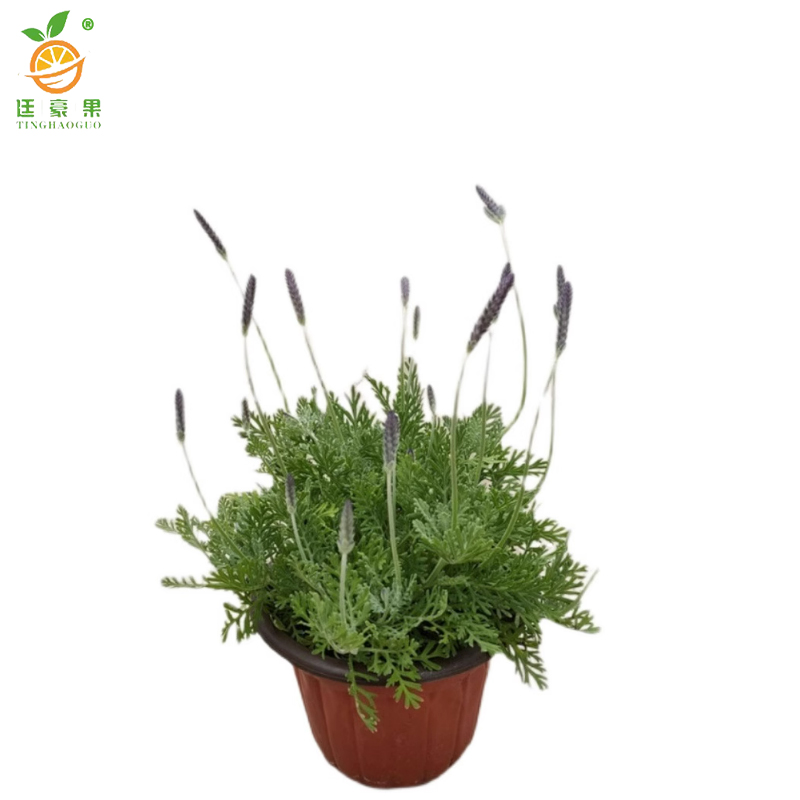 廷豪果 薰衣草 杯苗 /根高清大图