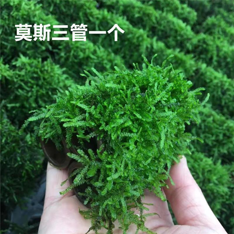 莫斯半圆 虾洞莫斯虾窝水族孵化罐小鱼躲避洞莫斯沉木养殖茂盛莫斯造景摆件