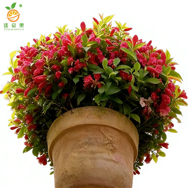 廷豪果 锦带球 冠幅80cm /棵高清大图