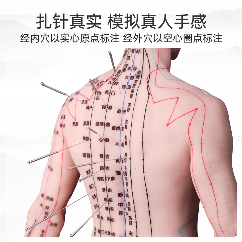 人体模型