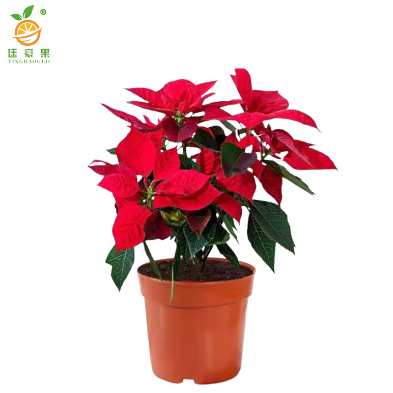 廷豪果 一品红盆栽 20cm高 /棵高清大图