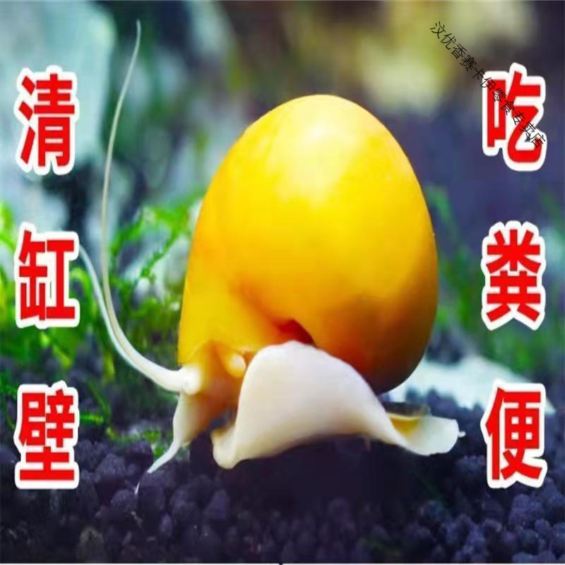 鱼缸清洁大号黄金螺苹果螺观赏螺神秘螺饲料螺吃青苔褐藻工具螺 黄金螺厘米左右3颗