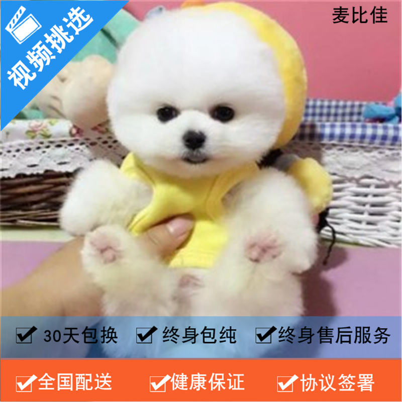 麦比佳 纯种哈多利系球体博美犬幼犬俊介 日系俊杰双血统长不大的茶杯狗白色博美犬 赛级博美犬活体狗狗纯种博美犬终身包纯种