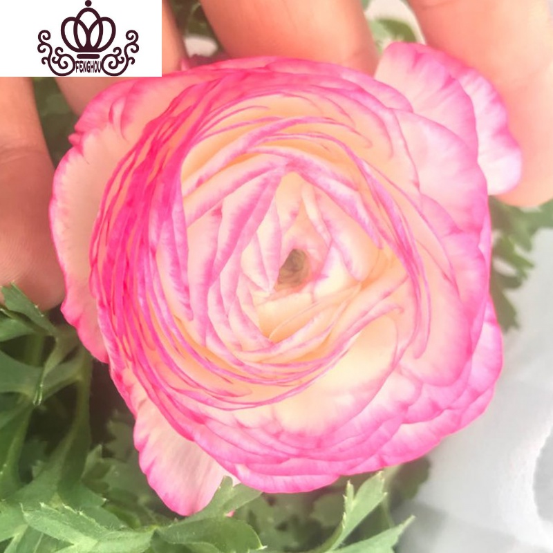 封后阳台庭院室内盆栽花卉芹叶牡丹洋牡丹花毛茛球根花卉四季开花植物浅色复色不含盆图片 高清实拍大图 苏宁易购