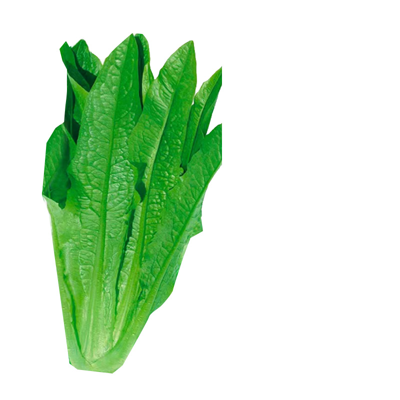 好润青四季油麦菜种子1000粒袋装高清大图