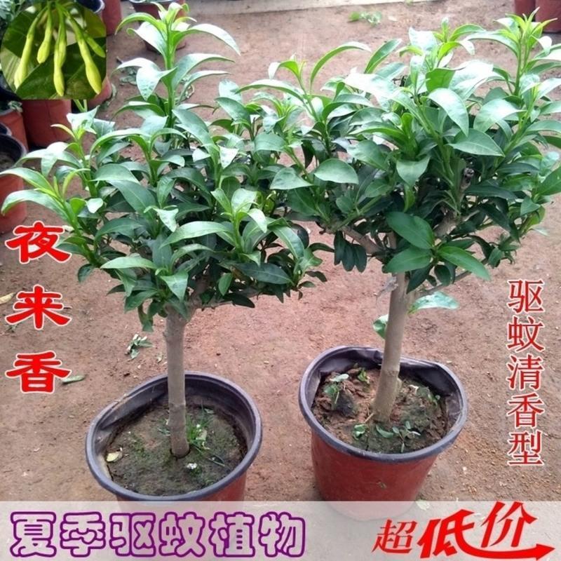 夜来香3年苗(当年开花) 原土球发货 夜来香盆栽绿植驱蚊植物夜香花夜兰香夜丁香千里香浓香型花卉花苗