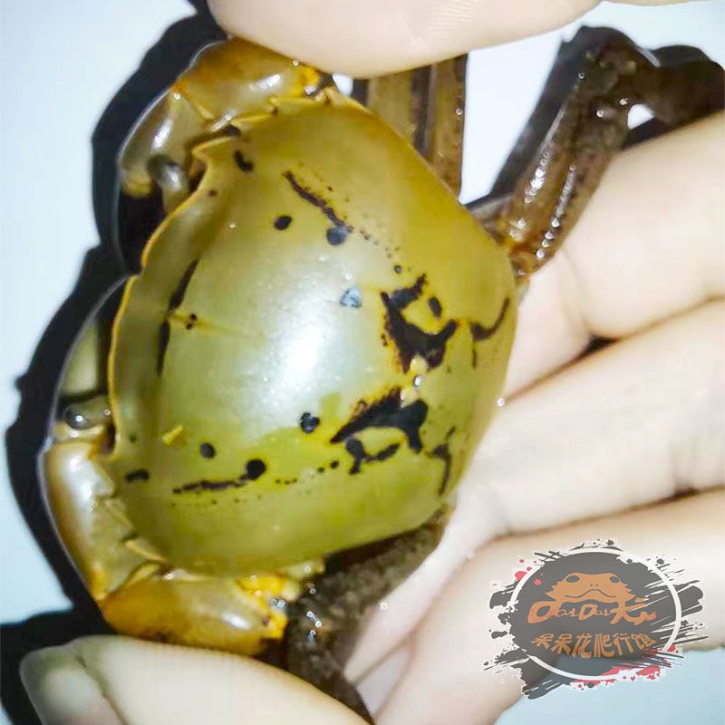 图书>期刊/杂志>男士>图书其它>特惠特大将军蟹一只紫罗兰束腰蟹观赏