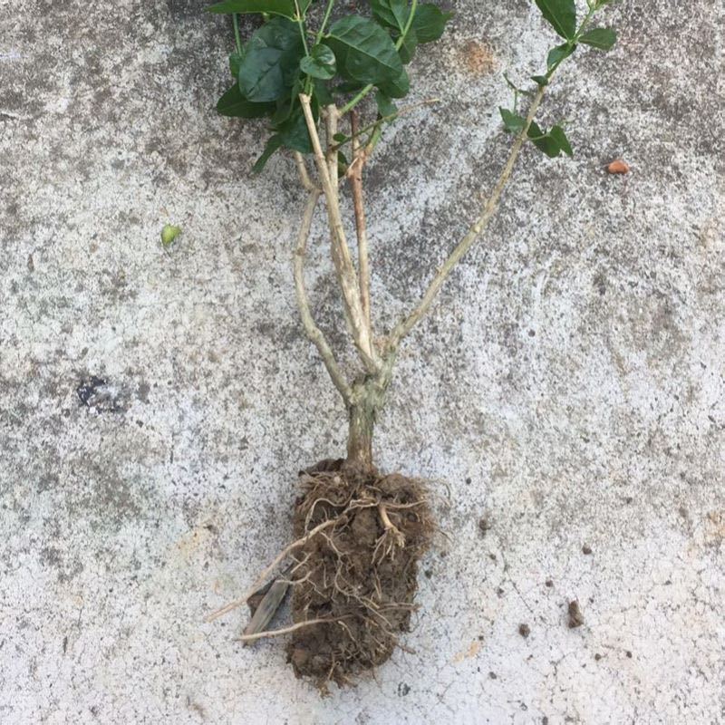 茉莉花盆栽植物室内开花重瓣虎头茉莉花苗客厅阳台庭院绿植茉莉花 1颗 当年开花报价 参数 图片 视频 怎么样 问答 苏宁易购