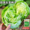 好润青结球生菜种子3000粒袋装