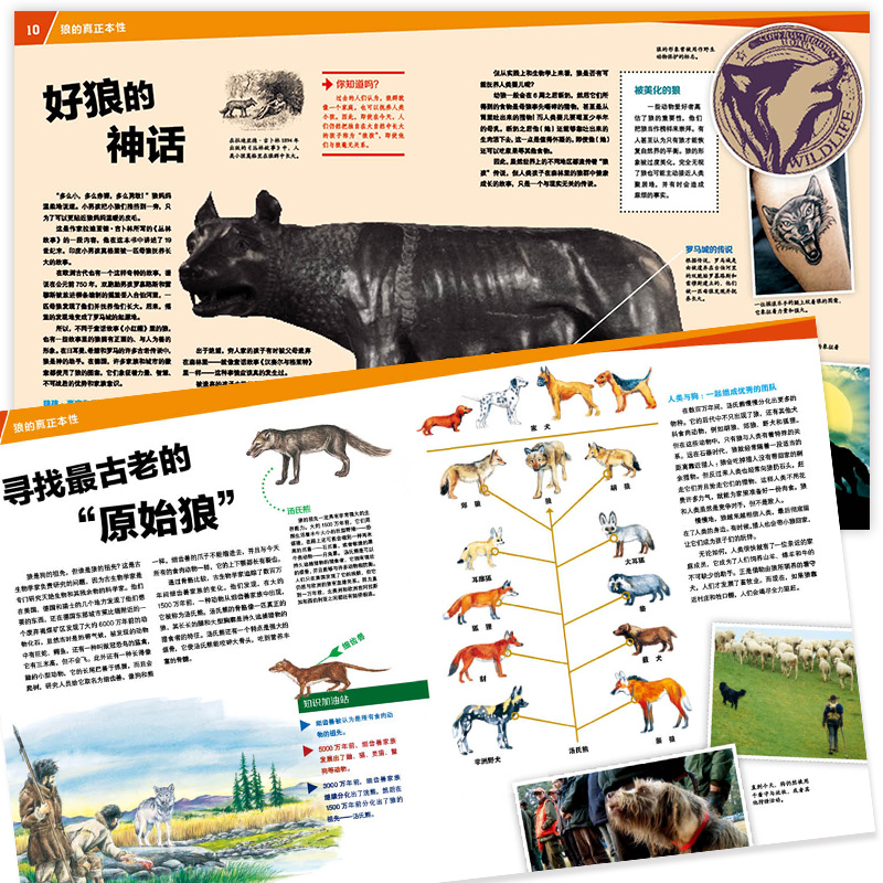 狼的故事 [正版]狼的故事 8-10-12岁德国少年儿童百科知识全书 什么是什么was ist was珍藏版 小学生课外高清大图