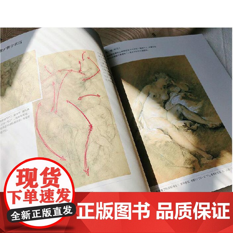 动态人体结构 迪士尼导师教你画人体姿态 人物素描速写基础入门 手绘绘画教程 人体绘画灵感与技巧 手绘速写 绘画书籍 上海高清大图