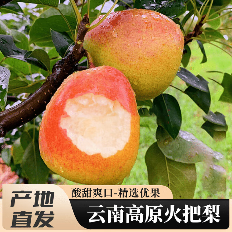 【熊猫鸟】火把梨 净重3斤 单果100-200g 中果
