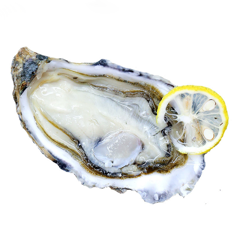 海洋岛N4大连新鲜大生蚝鲜活牡蛎即食海鲜水产海蛎子3800g