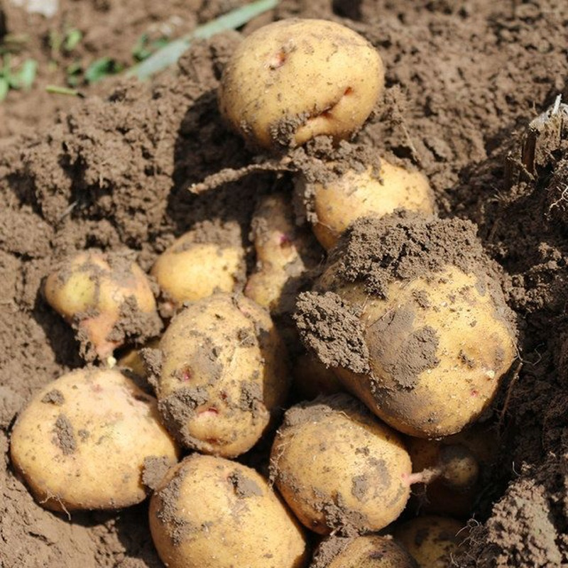 赛卡伊甘肃定西土豆新鲜黄心沙面粉糯大土豆高山洋芋农家自种马铃薯