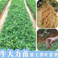 牛大力苗树苗小叶细叶中叶大叶牛大力苗种苗牛大力包邮野生苗种子