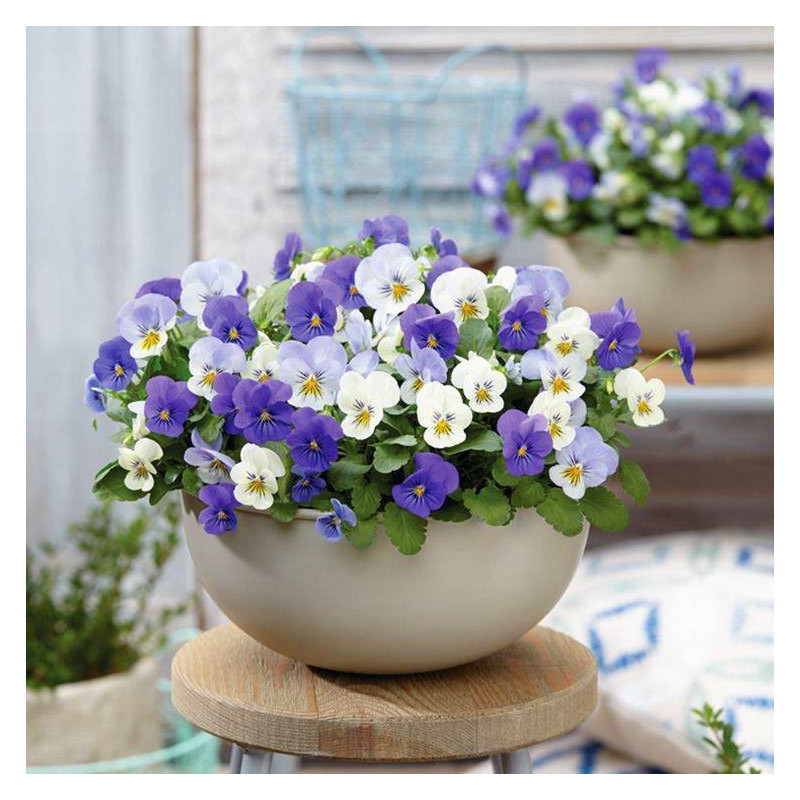 小兔子角堇盆栽三色堇角堇冬季阳台庭院