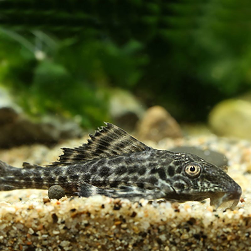 道夫热带观赏鱼活体琵琶鱼清洁鱼鱼缸工具鱼清