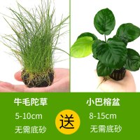 鱼缸水草植物趴地真草性水培懒人水榕无土增氧坨草造景套餐 默认尺寸 【牛毛陀】送【小巴】