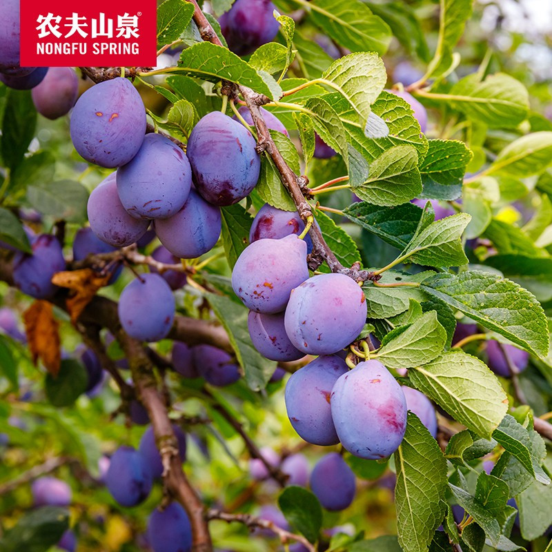 农夫山泉 新疆西梅 新鲜水果当季生鲜 大果525g*3盒
