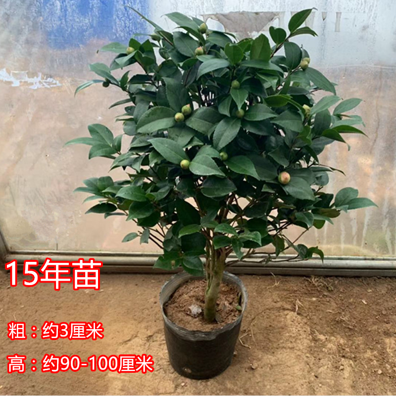 烈香香妃茶花树苗盆栽弹痕浓香型带花苞五色赤丹四季室内客厅花卉植物香妃15年苗不含盆报价 参数 图片 视频 怎么样 问答 苏宁易购