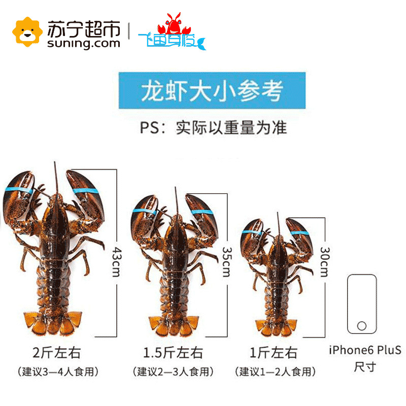 [苏宁生鲜][活鲜]加拿大 鲜活波士顿龙虾 海鲜波龙900-1000g/只 顺丰冷链航空全国配送 海鲜水产