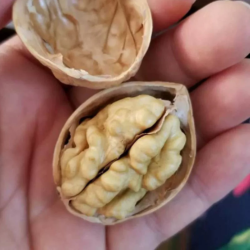 [卿卿雨]新疆阿克苏185纸皮核桃500克/袋 颗颗精选 无坏果