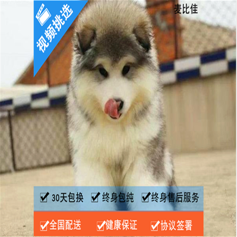 麦比佳 纯种巨型阿拉斯加幼犬活体宠物 熊版十字脸阿拉斯加雪橇犬 双血统烟灰色桃脸阿拉斯加幼崽 巨大型雪橇犬阿拉斯加犬3高清大图