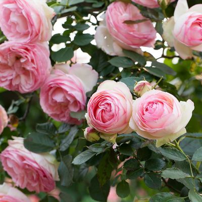 树桩月季棒棒糖树状嫁接欧月庭院阳台盆栽玫瑰花苗特大花四季开花粉龙