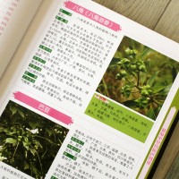 精编中草药原色图谱彩图版精装 收录400种常见中草药植物特征性味功能炮制主治用法 中草药彩色图谱图集 中医养生保健医学入