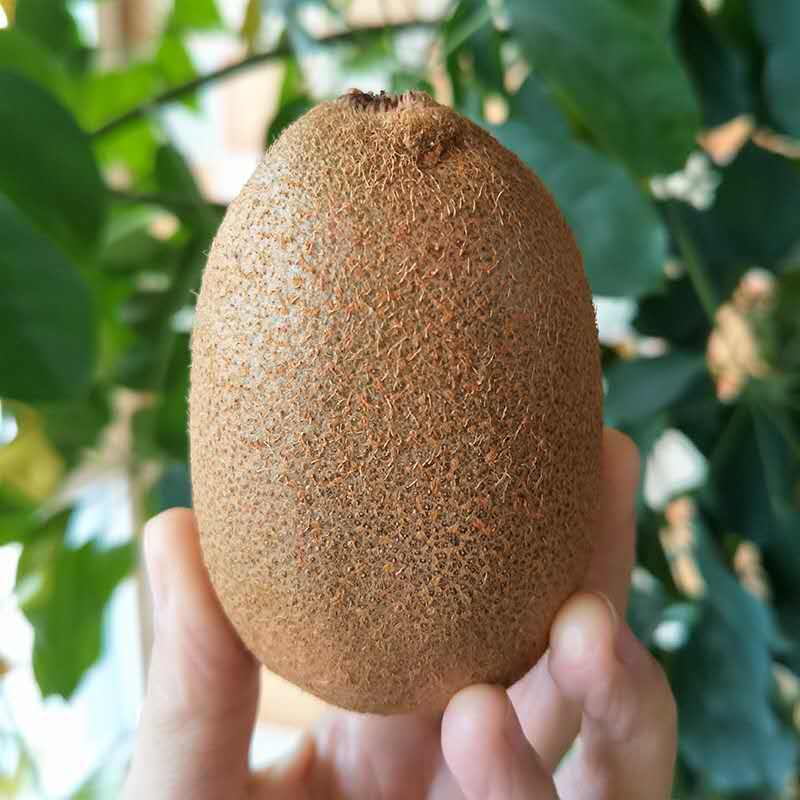 波得奇异果 陕西周至翠香猕猴桃 绿心猕猴 30粒装 净重4.8-5斤 单果重70-90g