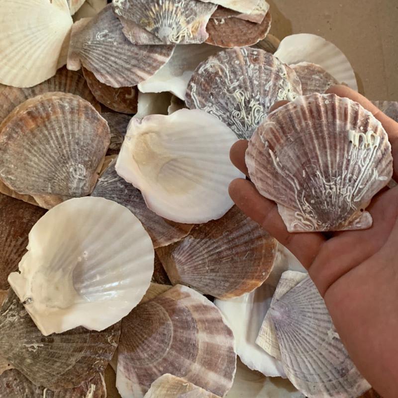 天然烧烤蒜蓉粉丝大白扇贝壳夏贻贝半壳贝壳7到8厘米红扇贝100片