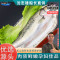 沈志雄船长 东山岛海鲜海钓七星鲈鱼 2条 袋装 2条总共1200g去肚后发货 保鲜