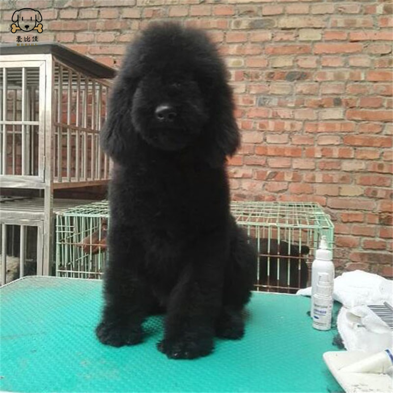 巨型贵宾犬幼犬狗狗活体 巨贵幼犬 纯种血统巨大型泰迪贵宾宠物狗 卷毛贵宾大型泰迪狗 健康保障视频挑选高清大图