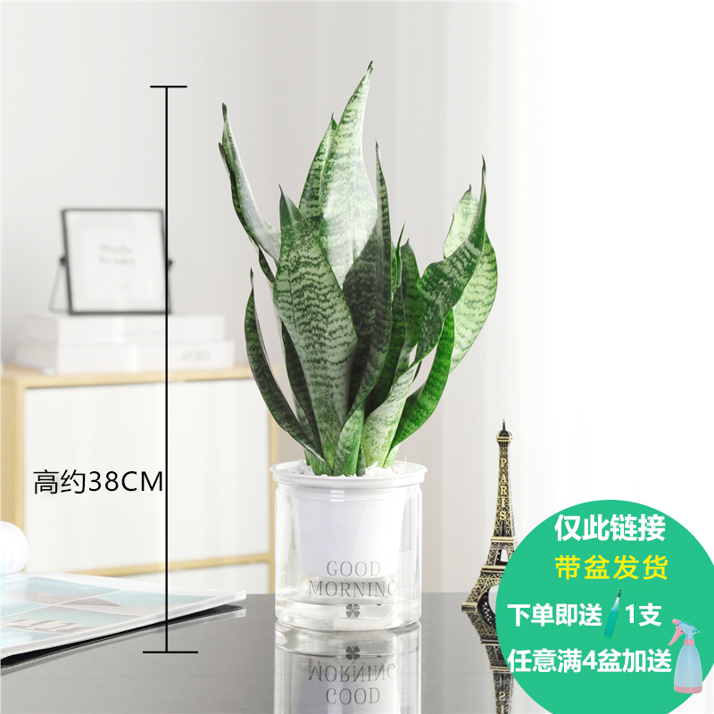 发财树办公室内弹痕小绿植栀子花卉绿萝水培富贵竹盆栽