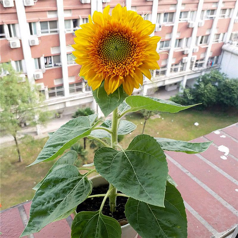 矮向日葵50粒+生长肥料 向日葵种子观赏食用花店切花种籽葵花籽油葵矮秆多头室内外盆栽孑图片