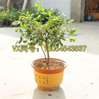 蓝莓樹苗绿植盆栽地栽蓝丰 蓝莓苗南北方种植带土货盆栽蓝莓苗