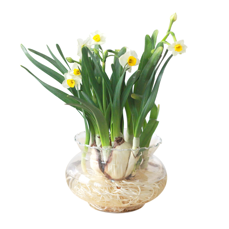 津沽园艺漳州水仙洋水仙套装大种球水仙带盆发秋冬室内水培花卉年宵花