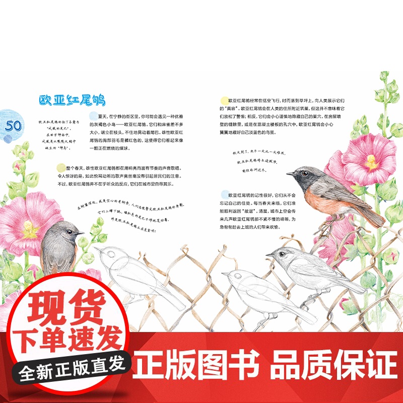 城市飞鸟 6岁以上亲子共读一部关于可以在城市范围内找到的鸟类指南自然科普 鸟类图鉴 生态保护 艺术教育细腻温柔的彩铅绘图高清大图