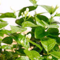 茉莉盆栽绿植花卉盆景客厅办公室内庭院阳台净化空气开花植物茉莉(鱼跃龙盆)含盆