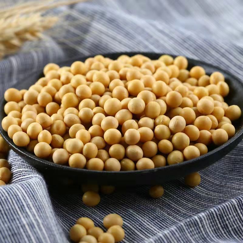 鲁强石磨源 黄豆 500克 发豆芽 打豆浆 酥田袋装高清大图