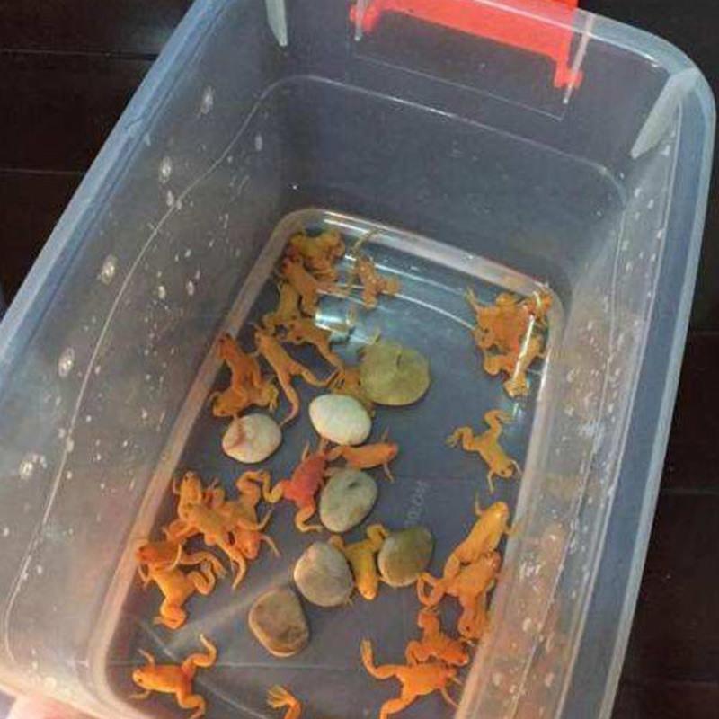 5送1金蛙小金蛙活体金蟾蜍招财蛙活小金蛙蛇丑蛙龙鱼饲料宠物蛙青蛙